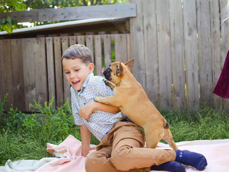 French bulldog puppy jumping on boy