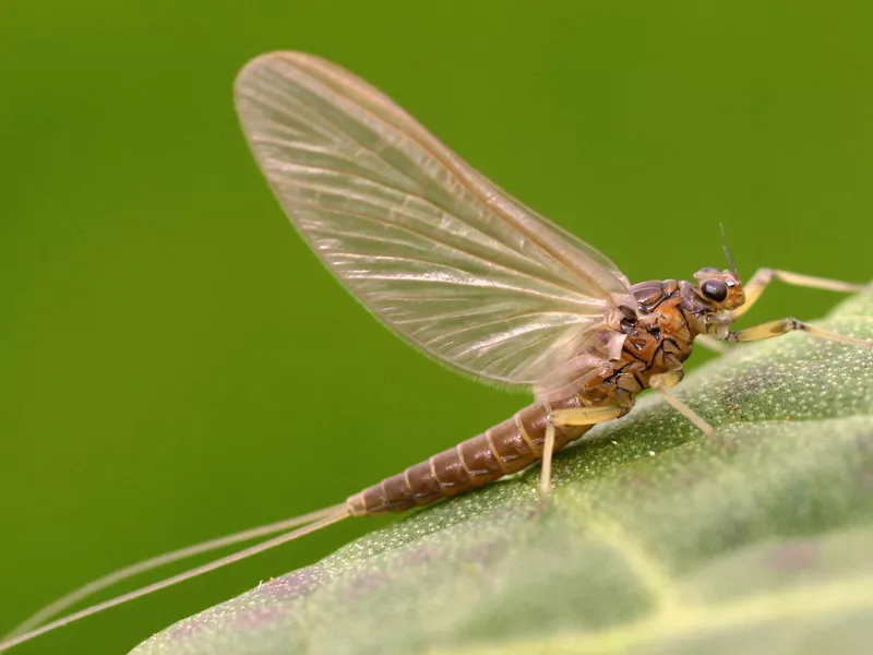 Adult Mayfly