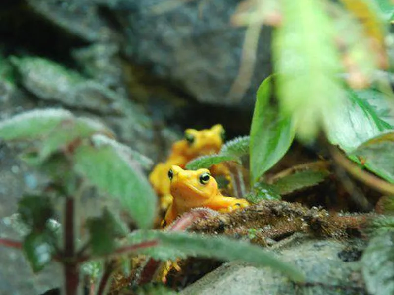 The Ribbit Zibit at Como Park Zoo