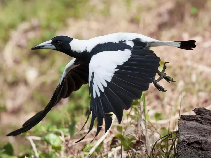 Australian Magpie in flight