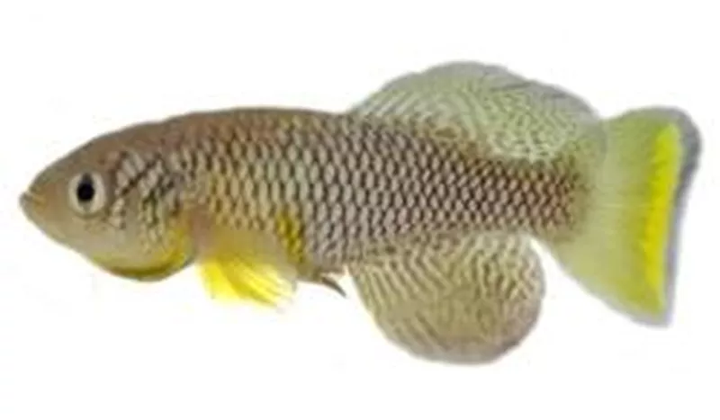 African Turquoise Killifish