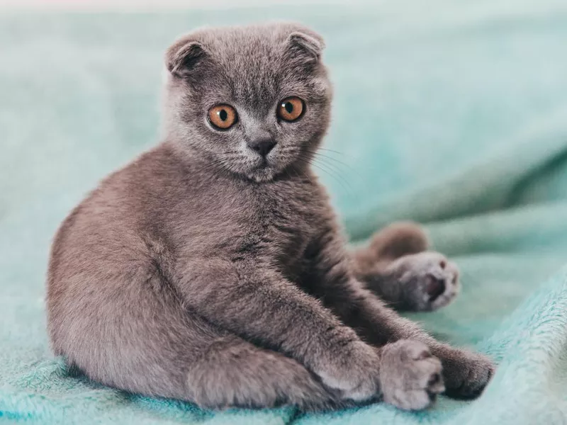Scottish fold kitten