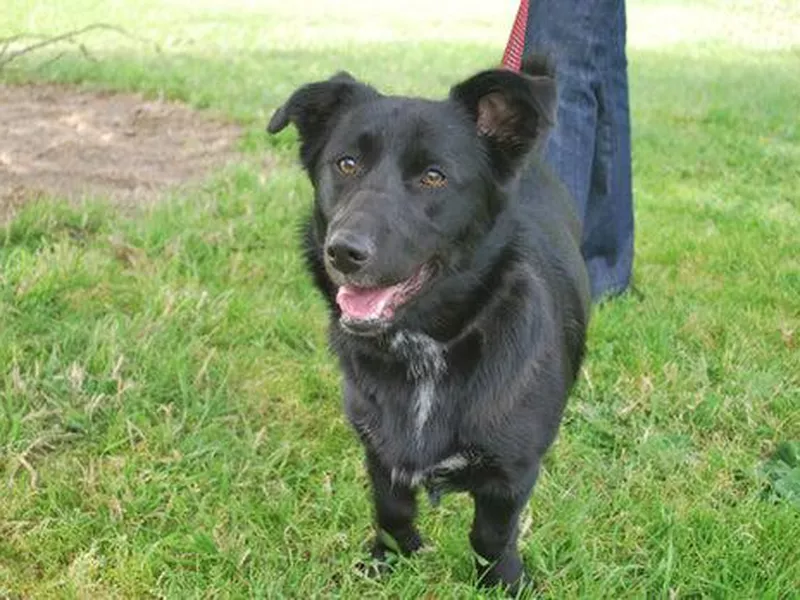 Lab and corgi mix