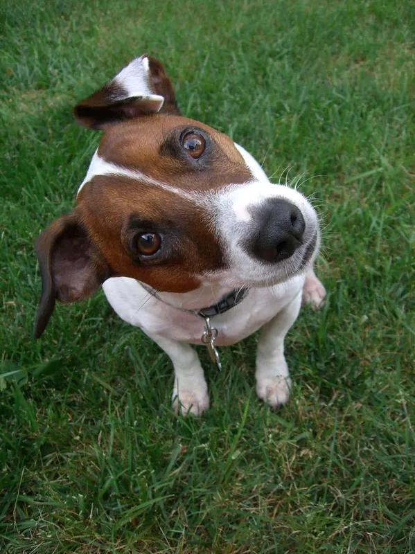 Dog listening