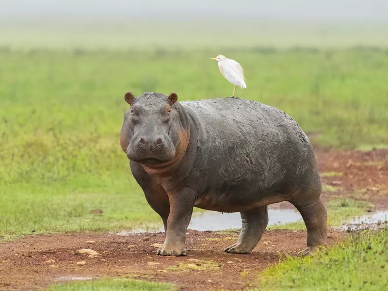 Hippopotamus Walking with a Cattle Egret