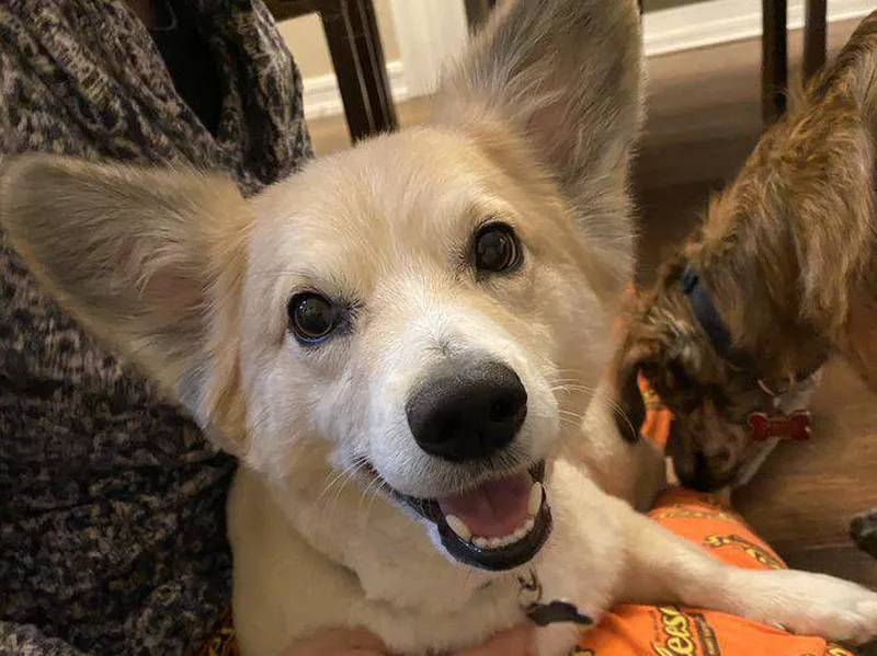 Pomeranian and corgi mix