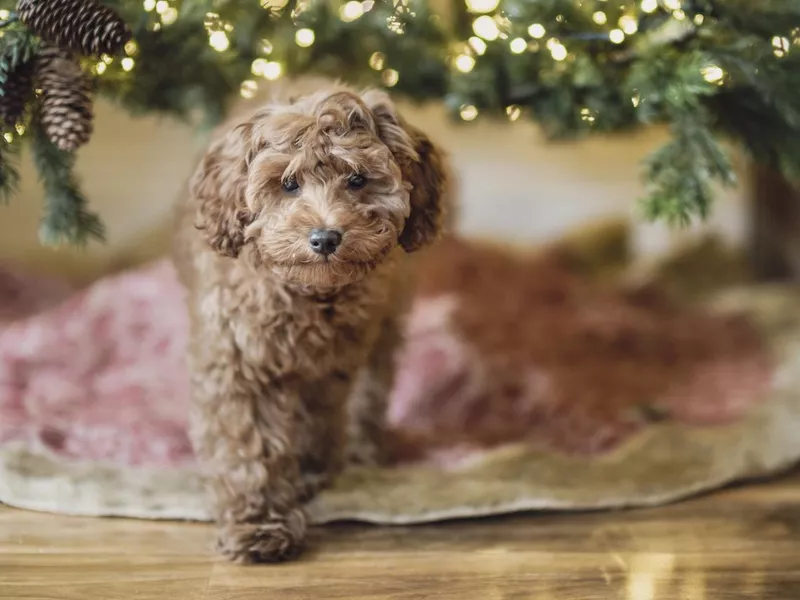Christmas Puppy