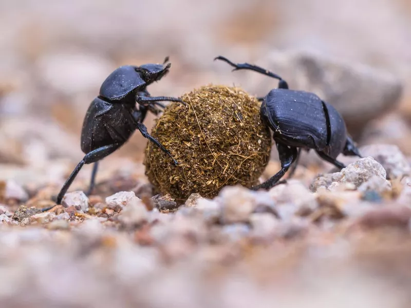 Two dung beetles