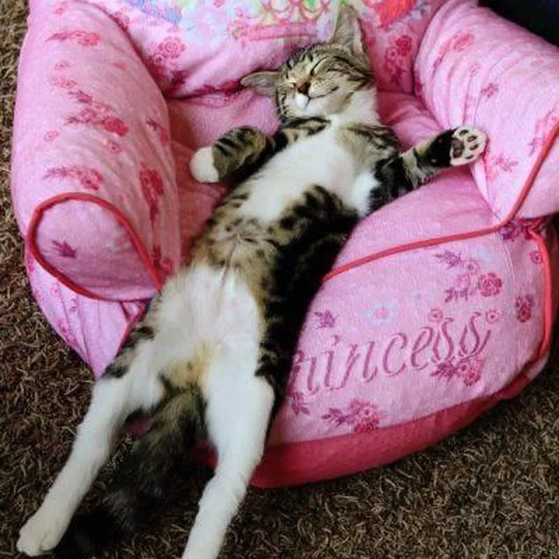 Cat sleeping on a toddler chair