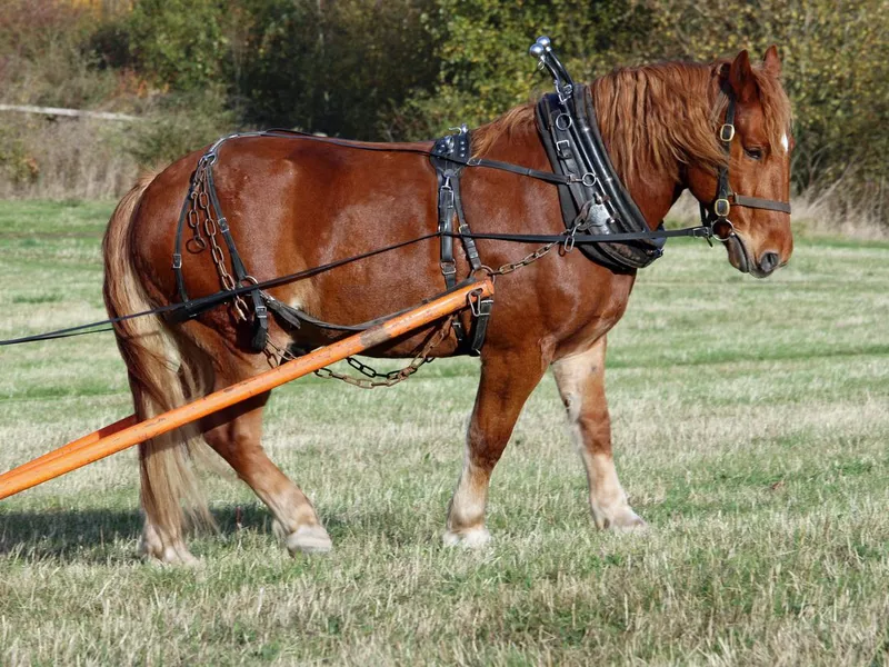 Working Suffolk punch horse