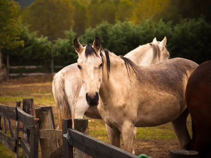 Andalusian standing by fence