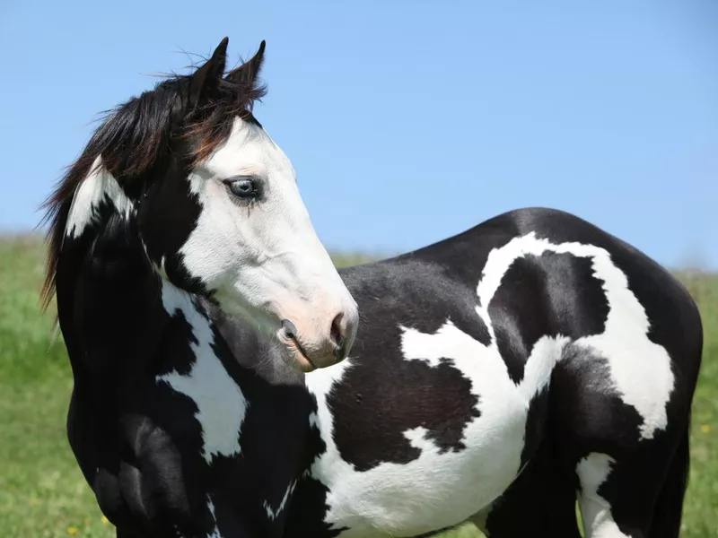 American Paint Horse