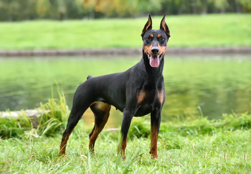 Beautiful tan-and-black German pinscher