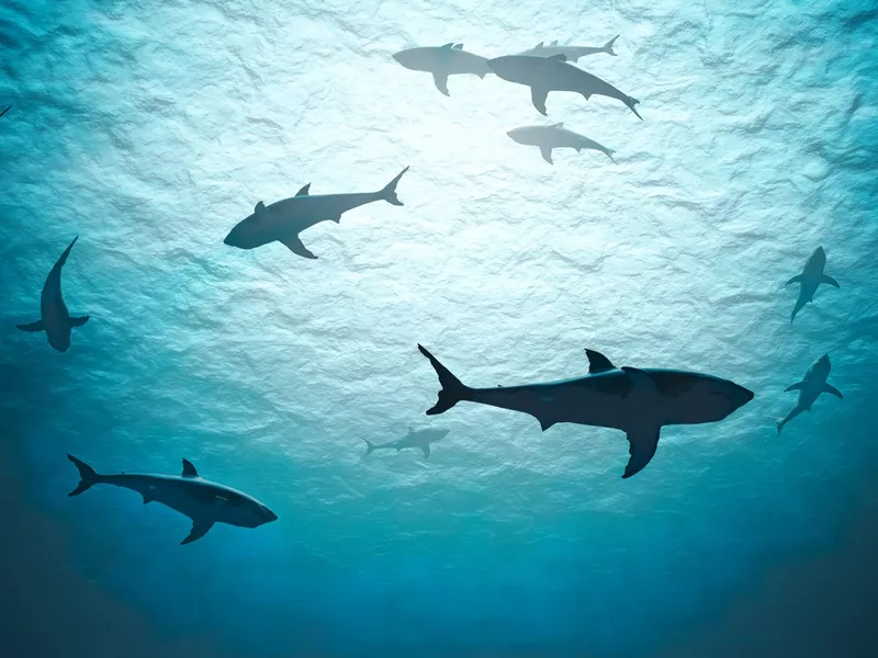 Sharks swimming in the ocean
