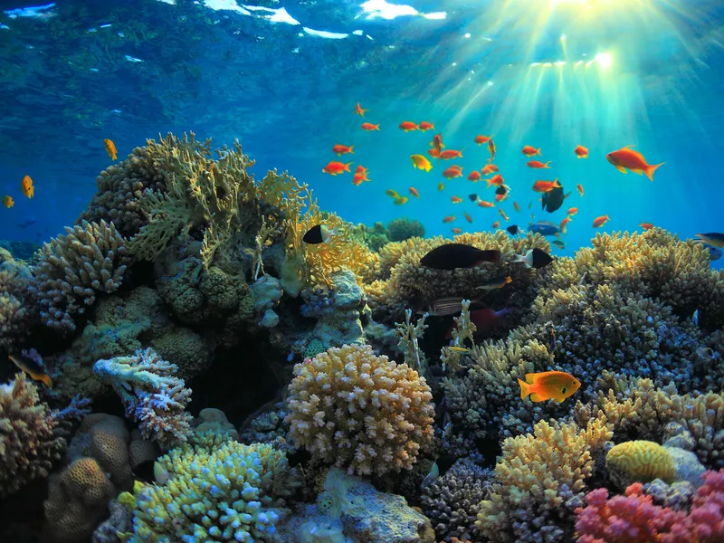 coral reef