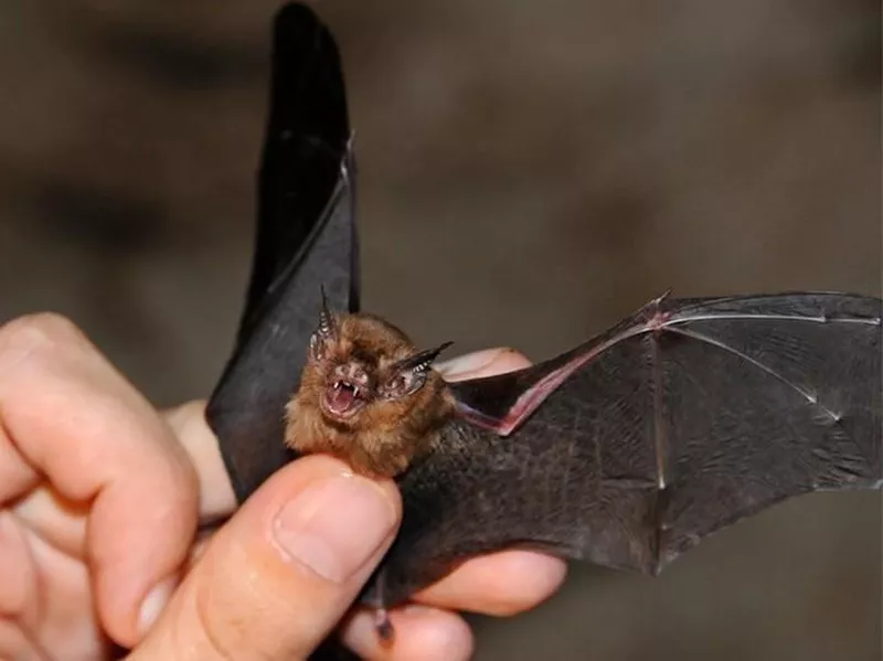 Kitti’s Hog-Nosed Bat