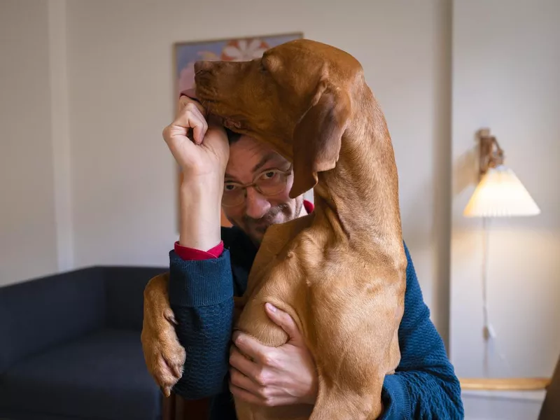 Cute dog on owners lap, trying to eat a treat