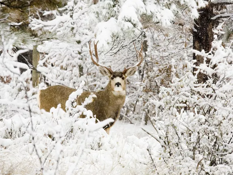 Huge mule deer in the snow