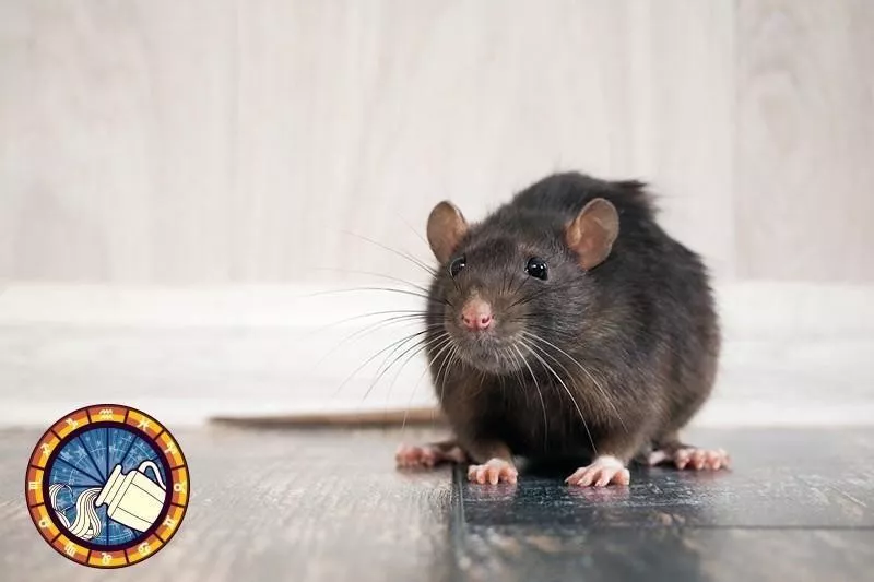 Rat