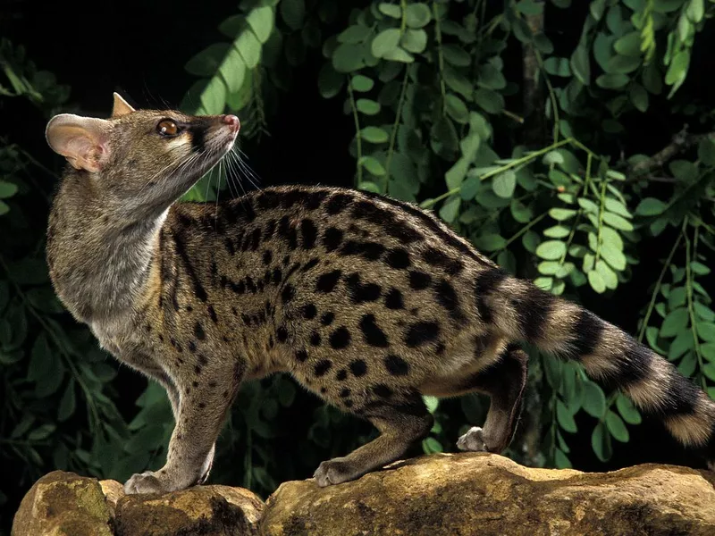 Small Spotted Genet