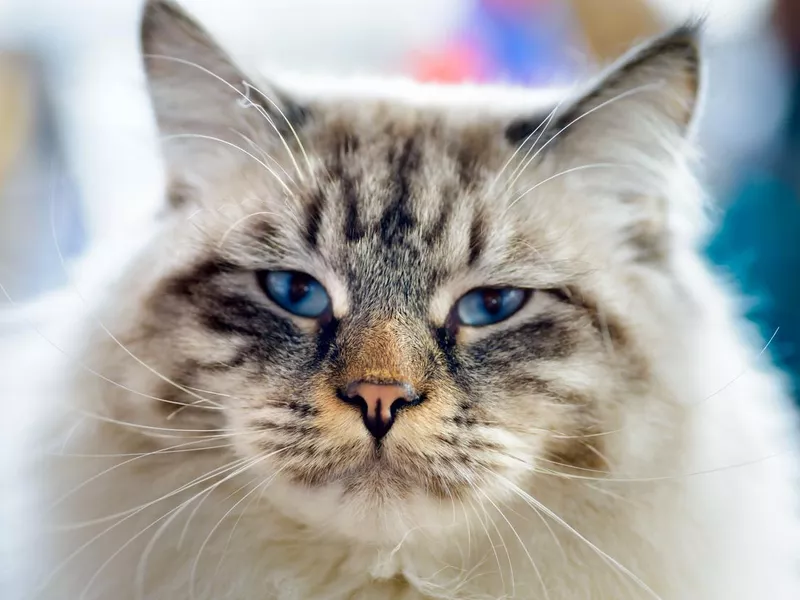 Ragamuffin cat