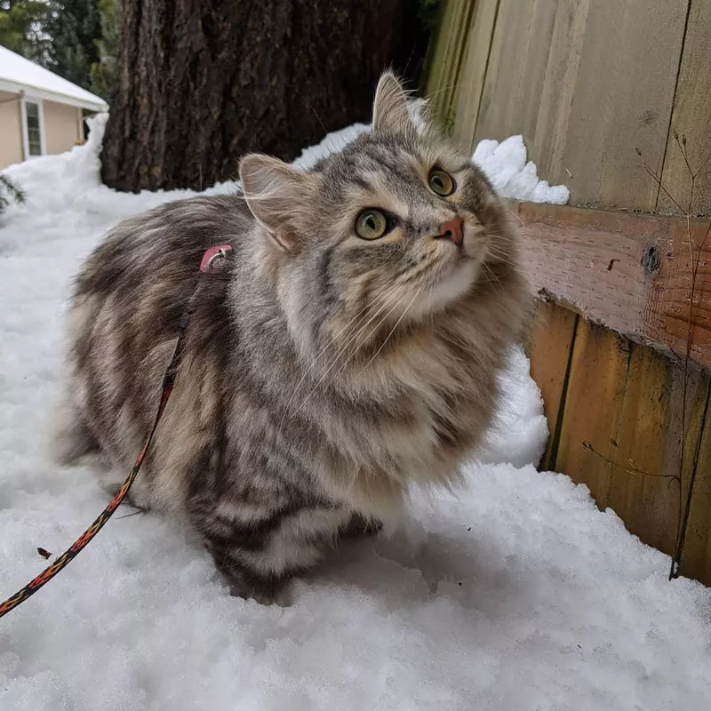 Siberian Forest Cat