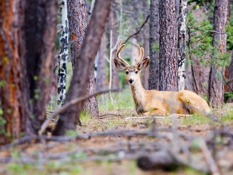 Mule deer in the woods