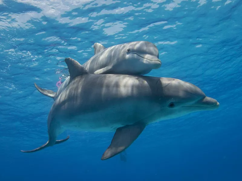 Mother and Calf Dolphin Swimming