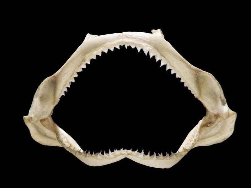 Shark jaw