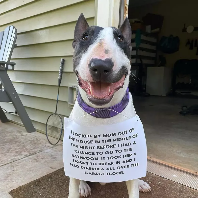 Dog locking owner out of the house