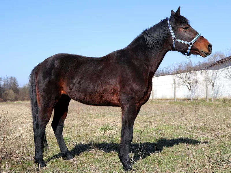 Standardbred