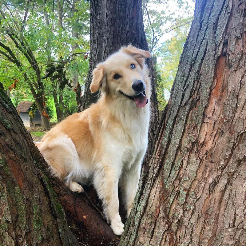 Fun Fact: Golden Retriever Husky Mix