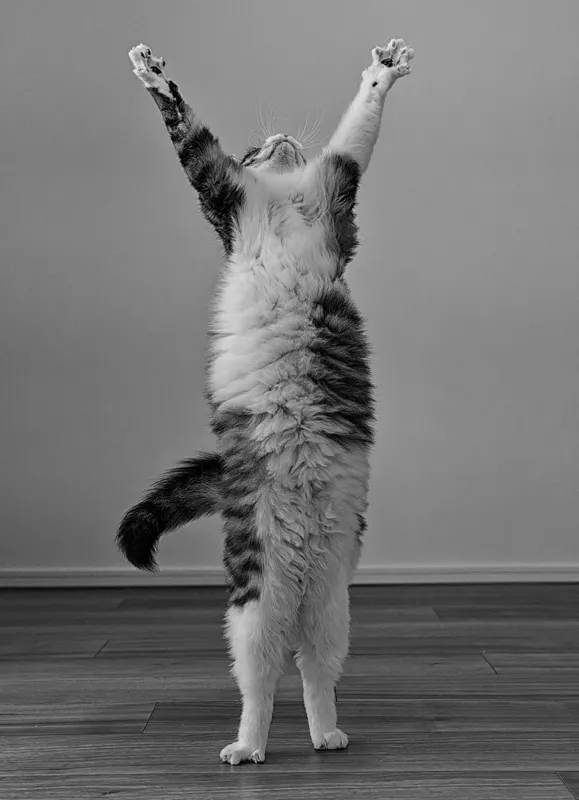 Victory