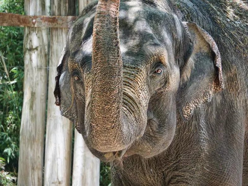 Elephant at the Fort Worth Zoo