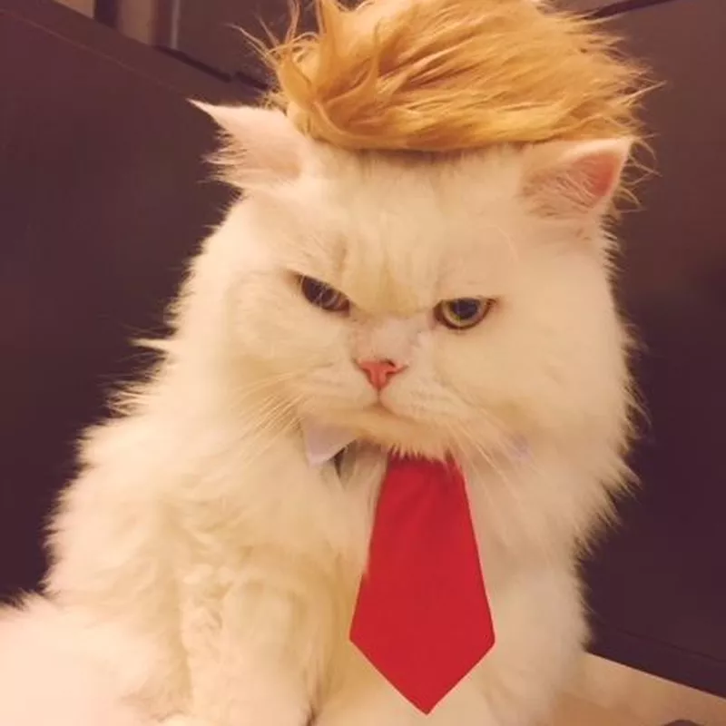 Prymal Comfort Roll over image to zoom in Trump Cat/Dog Costume