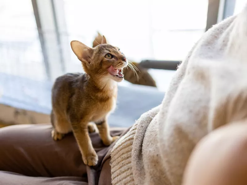 Abyssinian