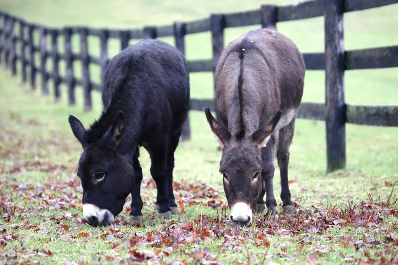 Donkeys grazing in pasture