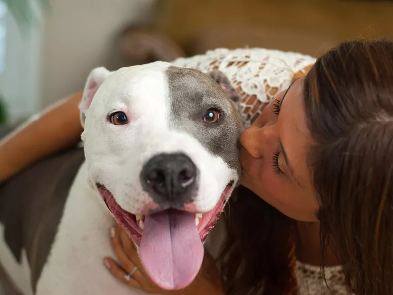 Pit bull kisses