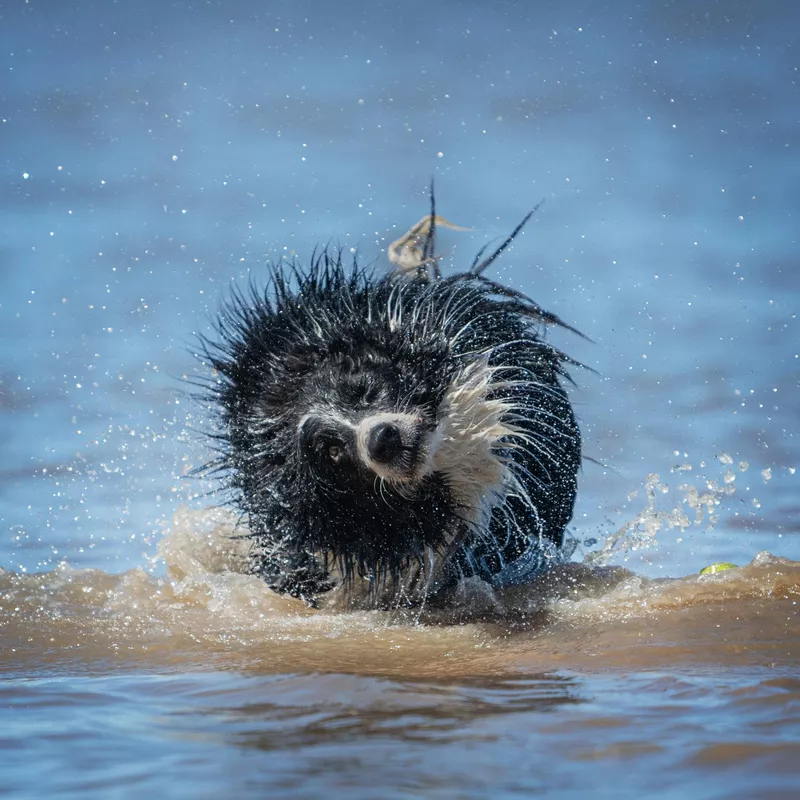 Dog shaking off water