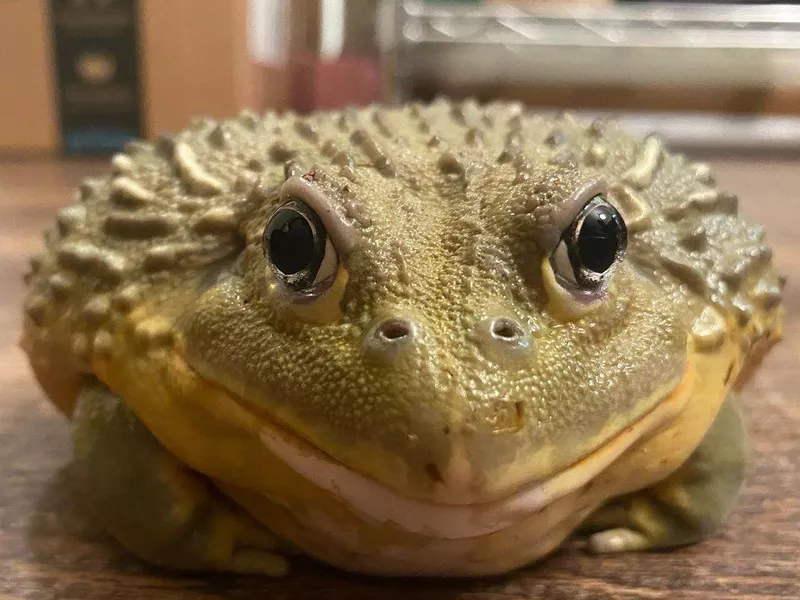 Pixie Frog