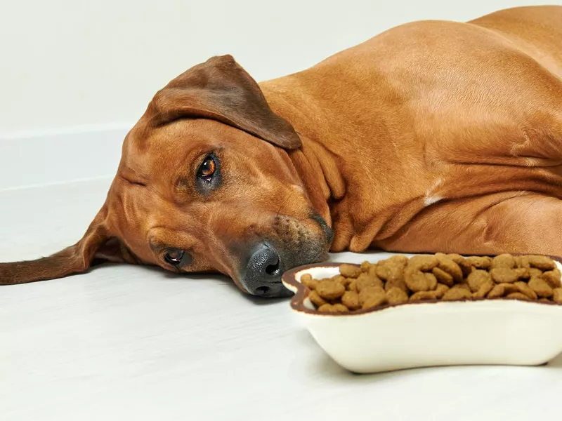 Dog lying on floor next to bowl full of dry food, refusing to eat
