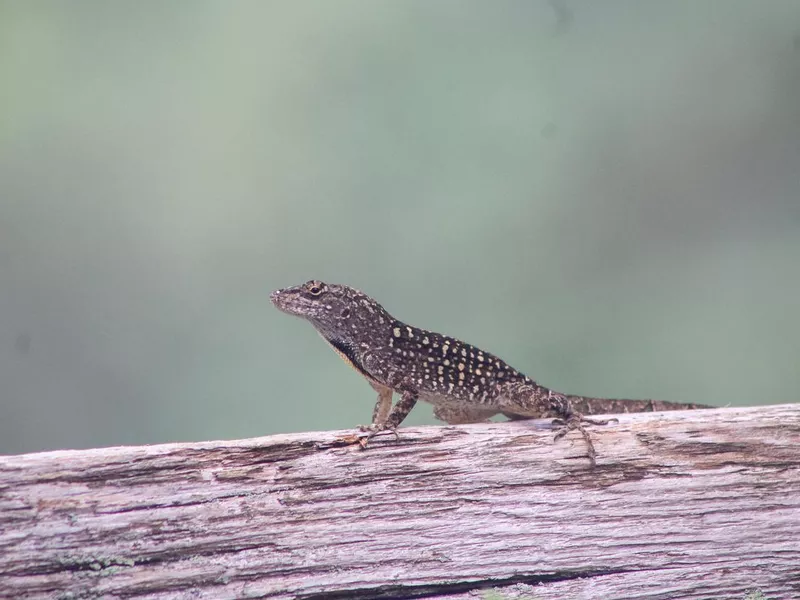 Florida Lizard