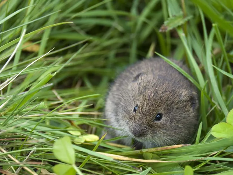 Lemming