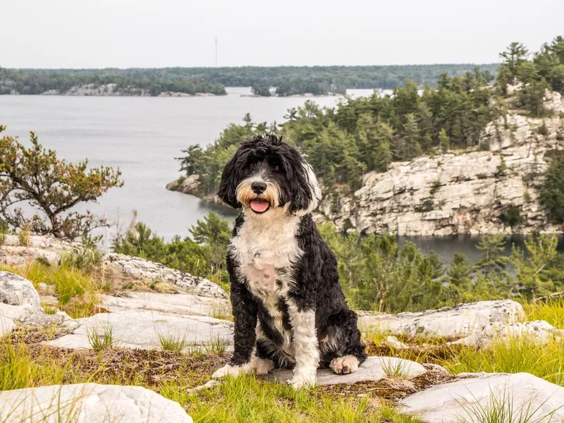 Portuguese water dog breed
