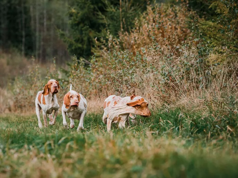 Group of Bracco Italiano pointer dogs hunting for fowl