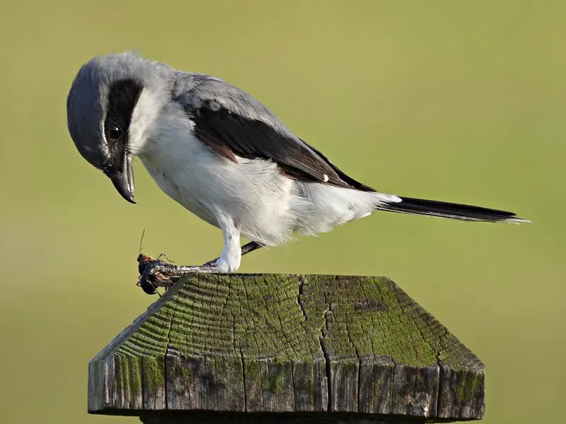 Loggerhead Shrike