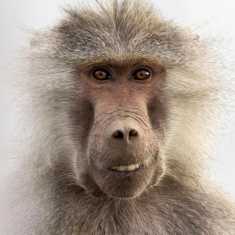 Cute monkey