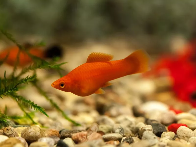 Platy