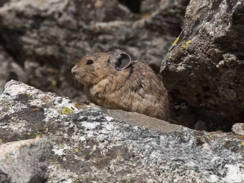 pika
