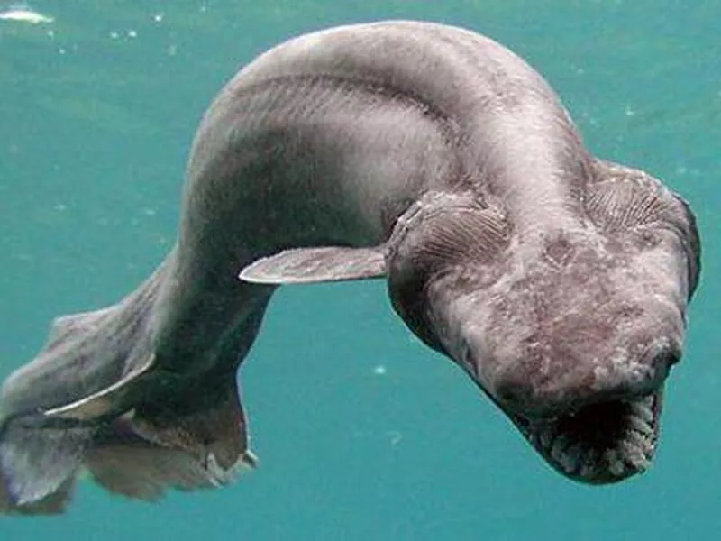 Frillshark